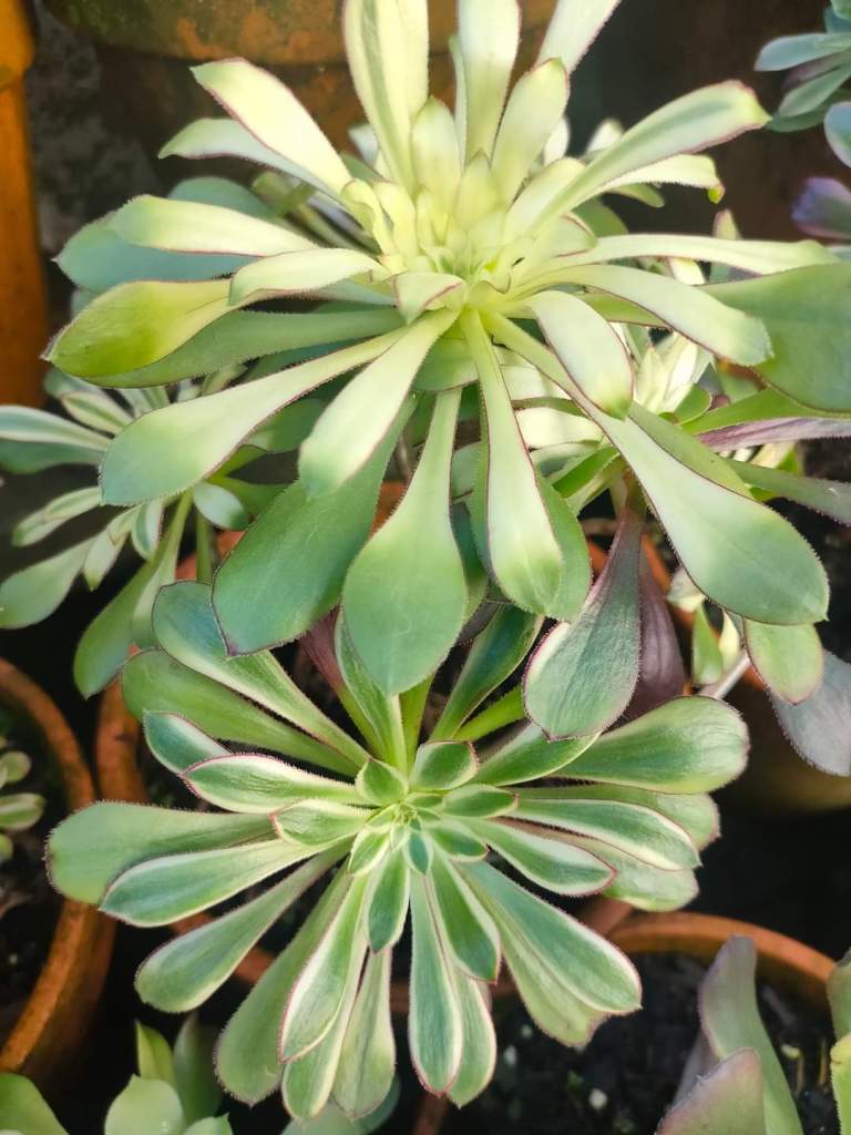 Aeonium 'Rainbow'
