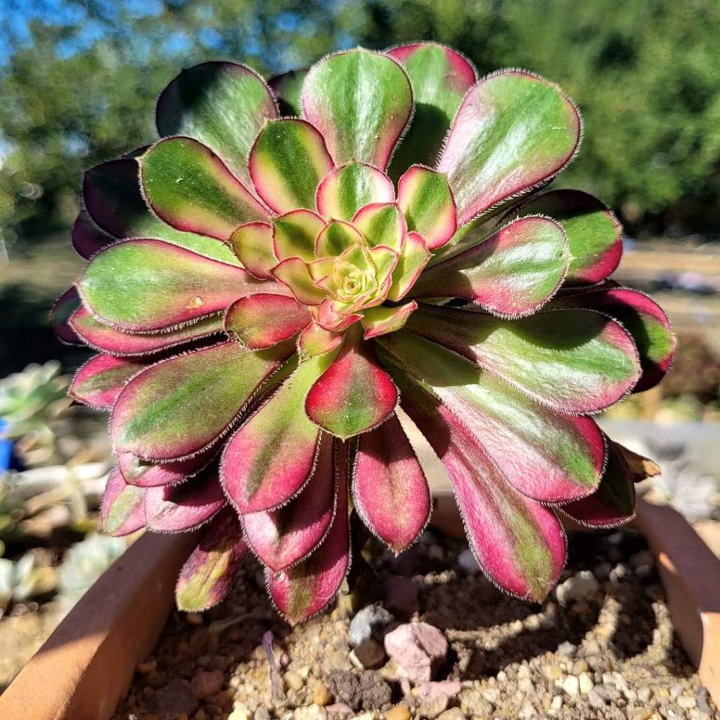 Aeonium 'Rainbow'