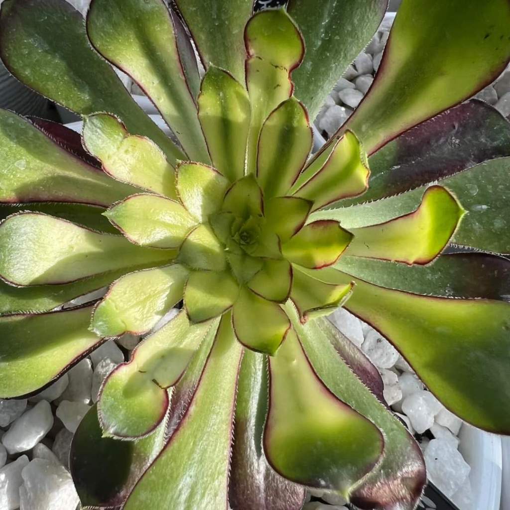 Aeonium 'Rainbow'