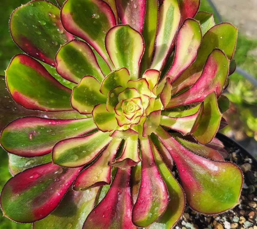 Aeonium 'Rainbow'