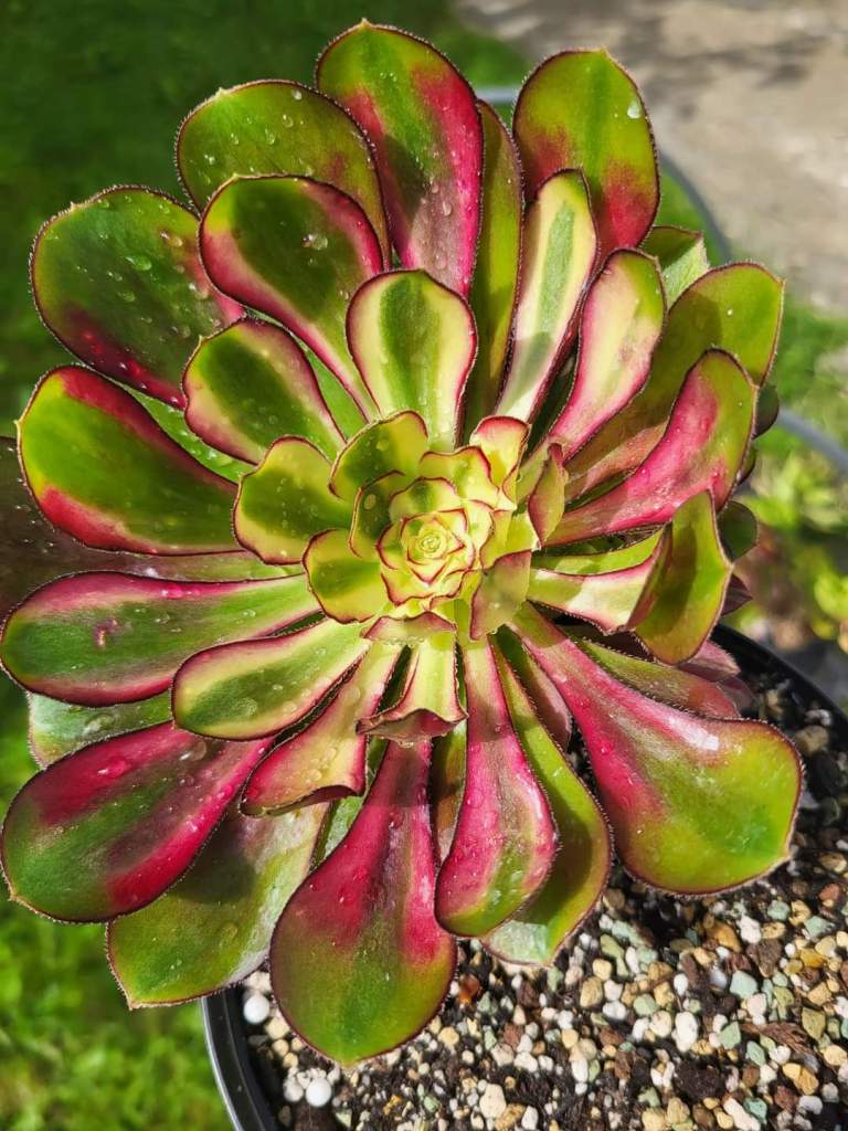 Aeonium 'Rainbow'