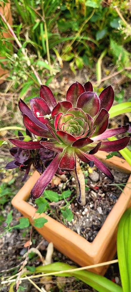 Aeonium 'Rainbow'