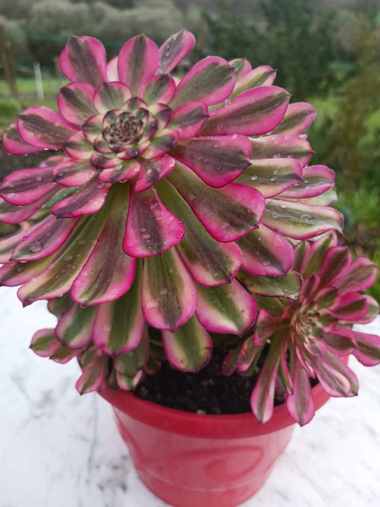 Aeonium 'Pampas'