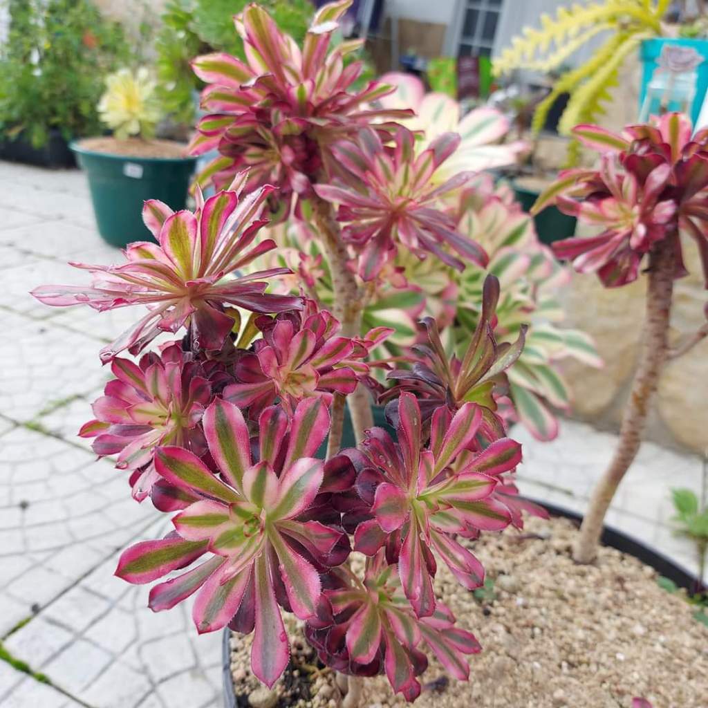 Aeonium Saint Simon Violet