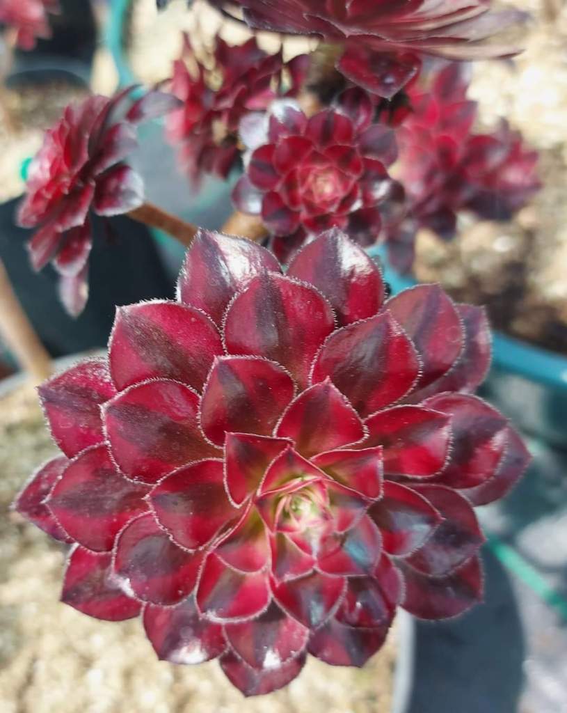 Aeonium Saint Simon Violet