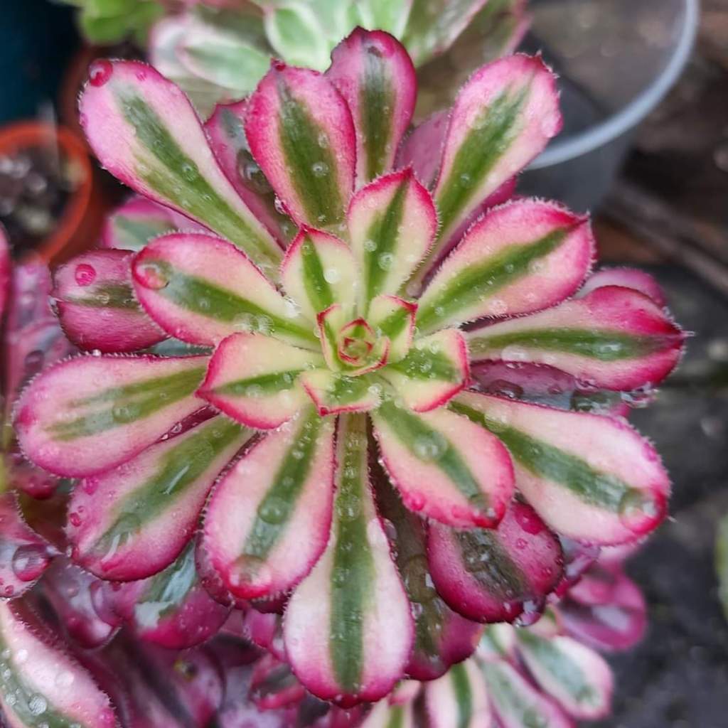 Aeonium Saint Simon Violet