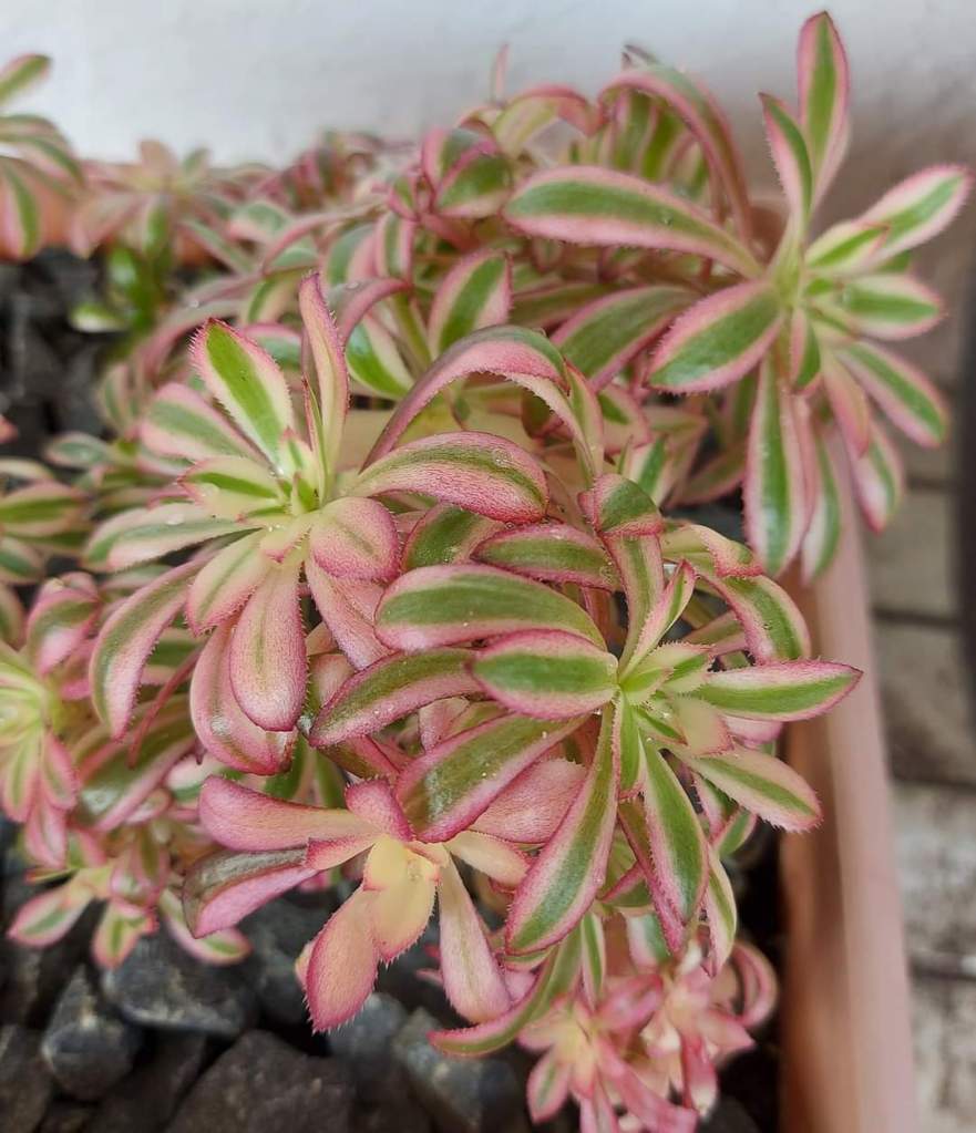 Aeonium Saint Simon Violet