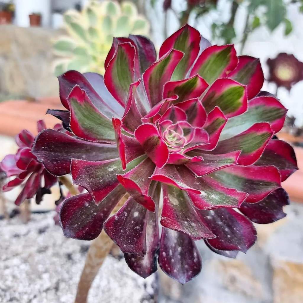 Aeonium Saint Simon Violet