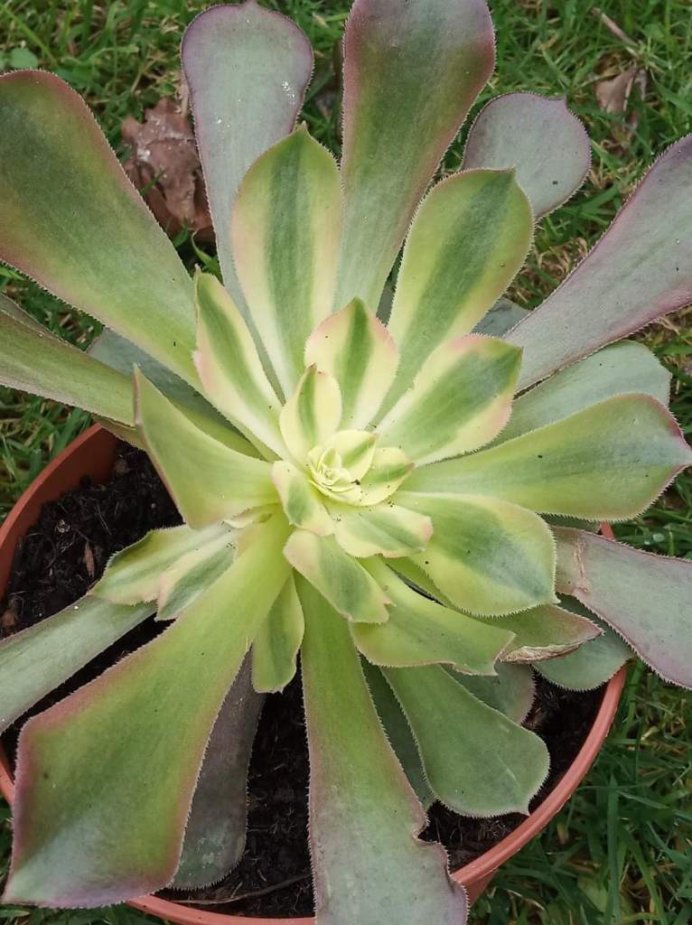 Aeonium 'Rainbow'