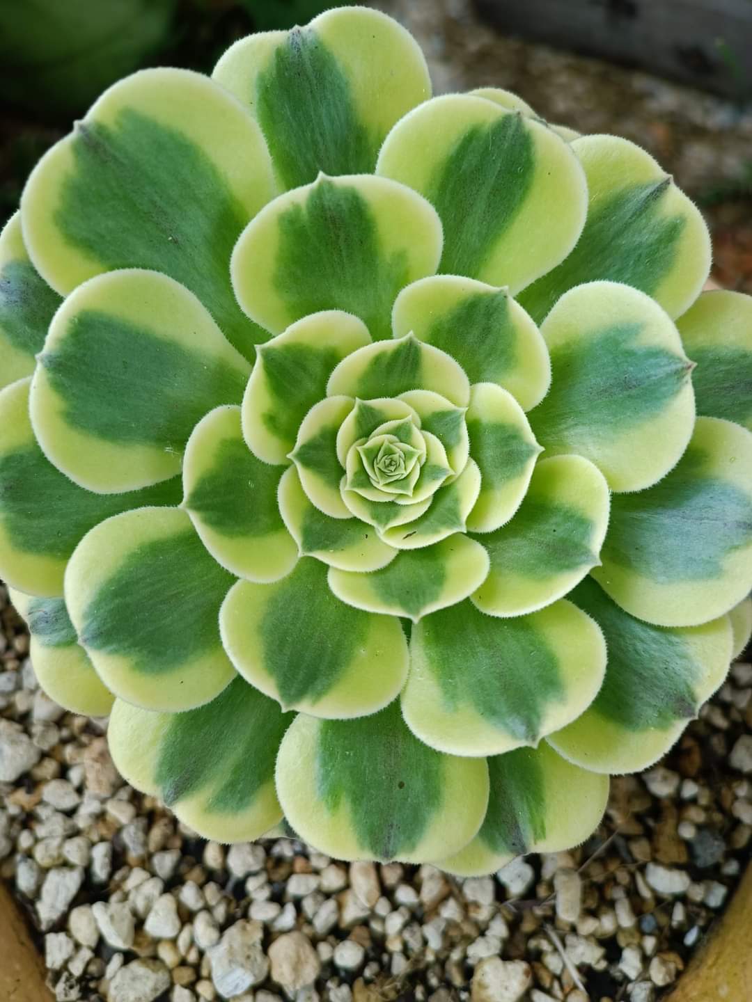 Aeonium &lsquo;Green Medusa&rsquo;