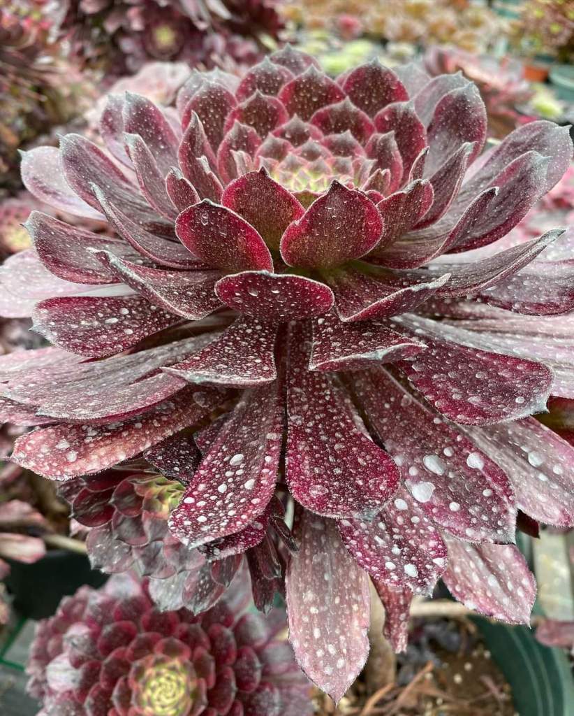 Aeonium Black Peony