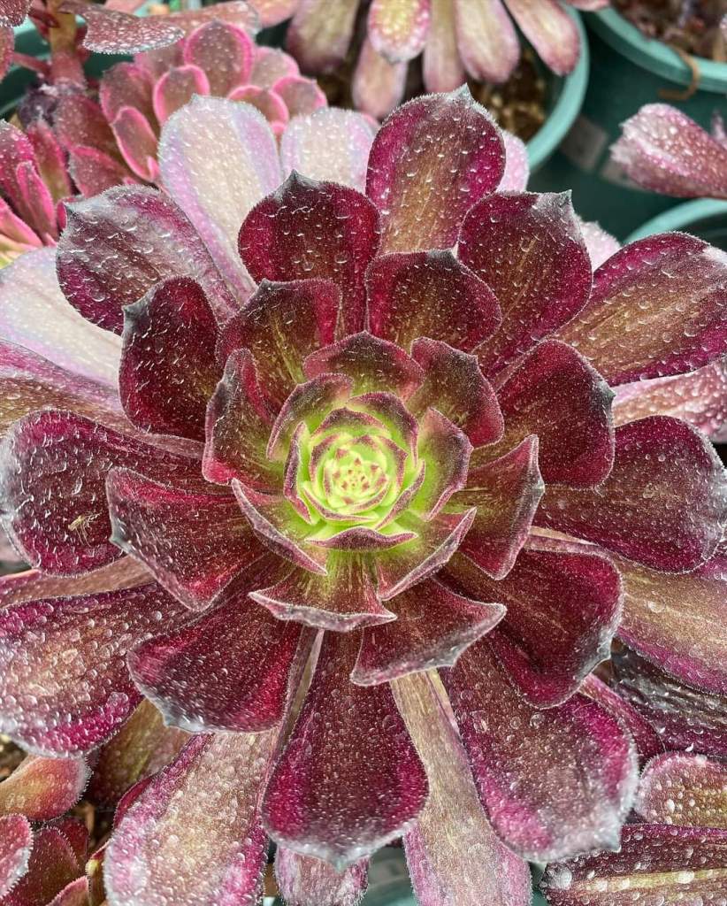 Aeonium Black Peony
