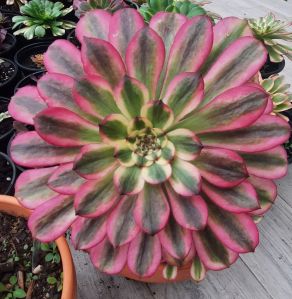 Aeonium 'Pampas'