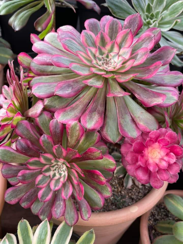 Aeonium Garnet White