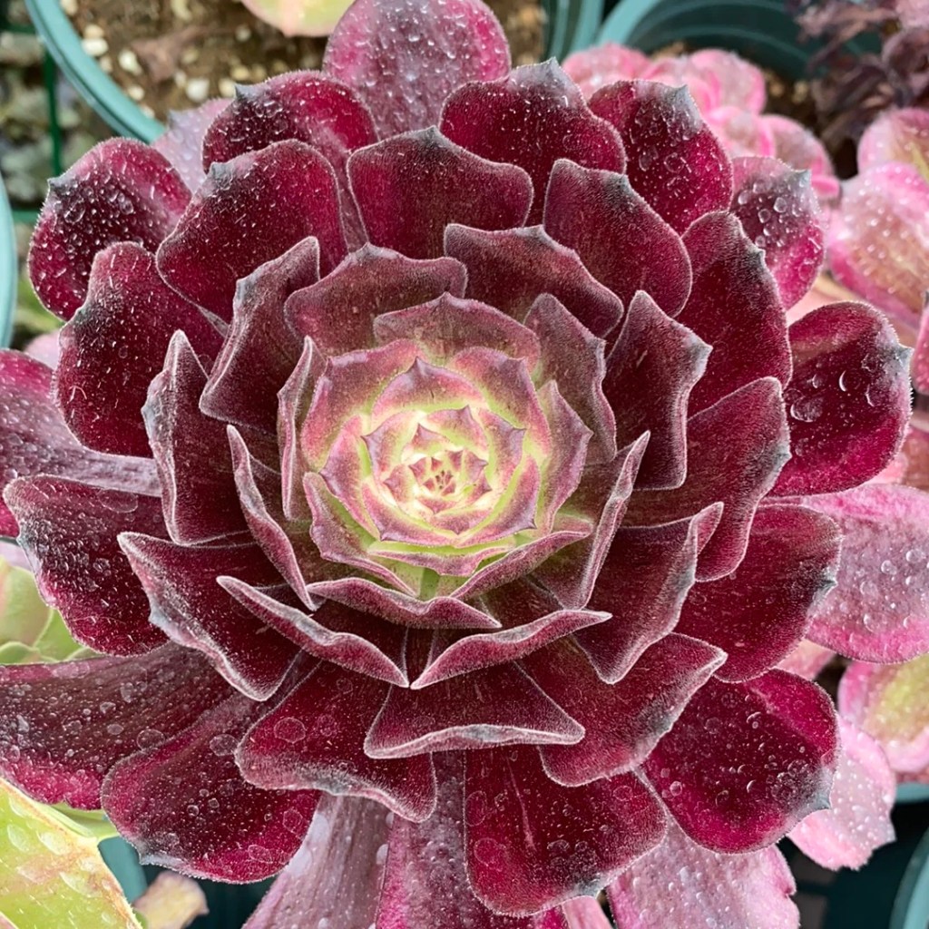 Aeonium Black Peony