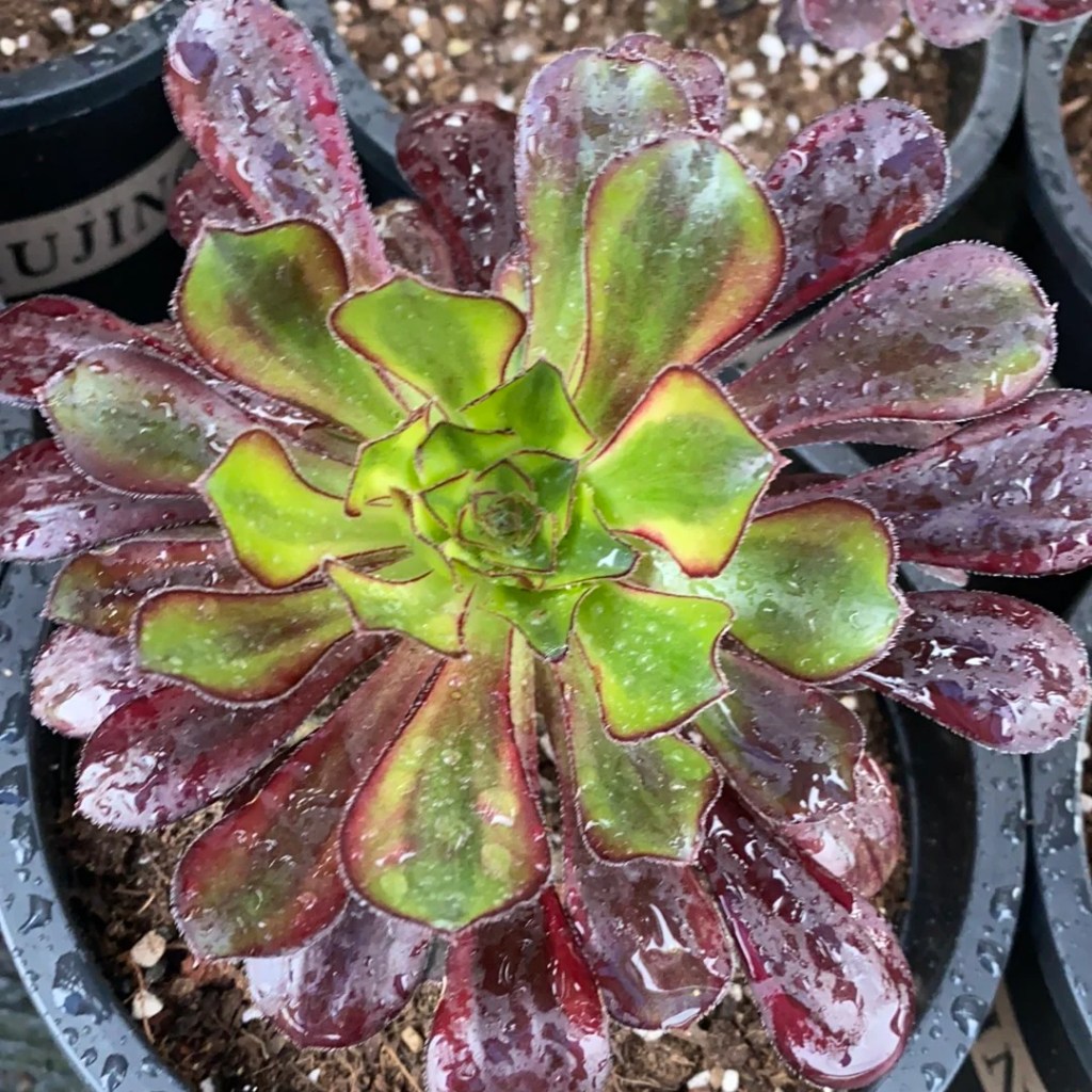 Aeonium 'Rainbow'