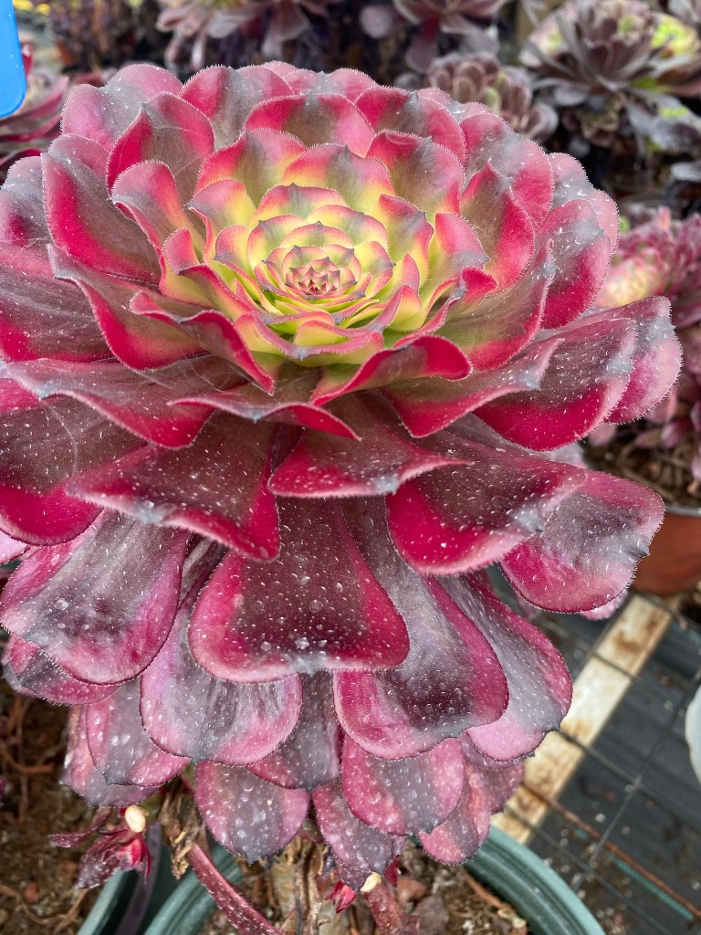 Aeonium Hongyan