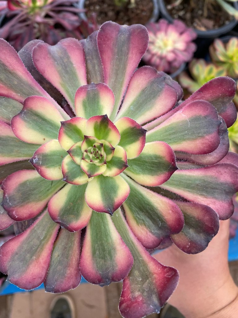 Aeonium Hongyan
