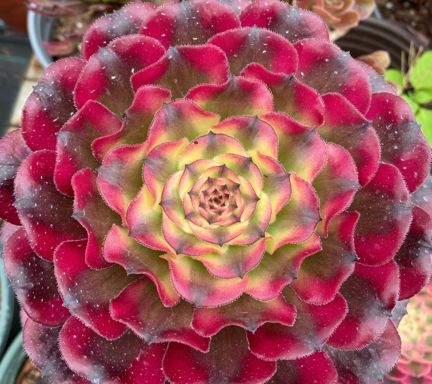 Aeonium hongyan