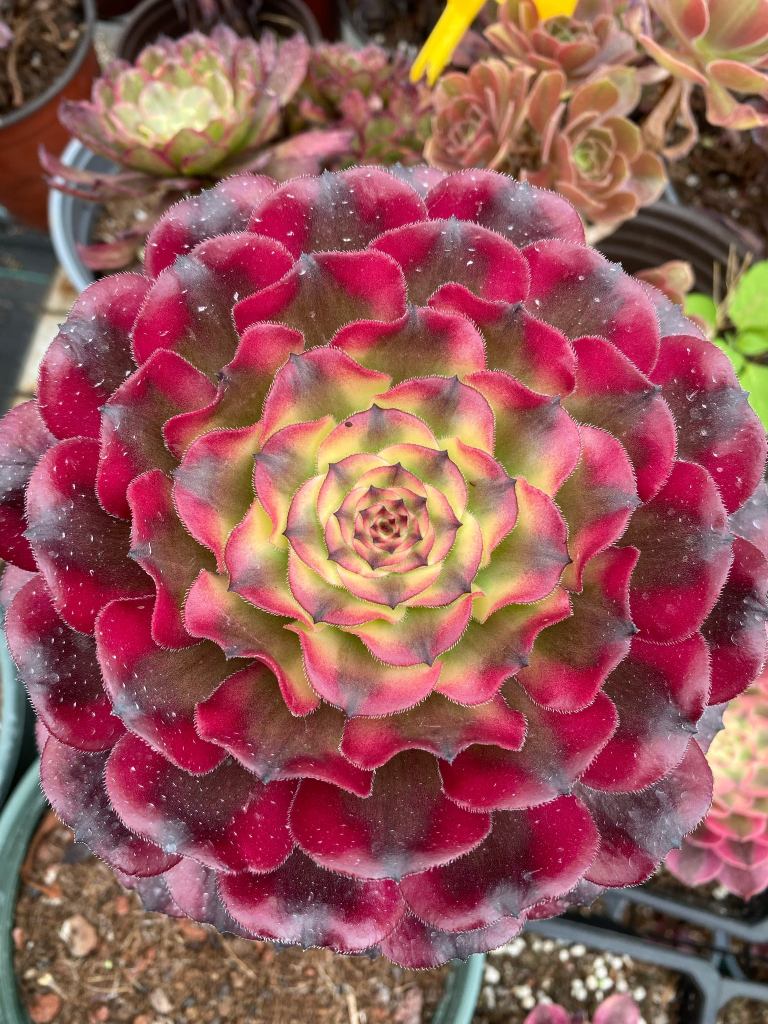 Aeonium Hongyan