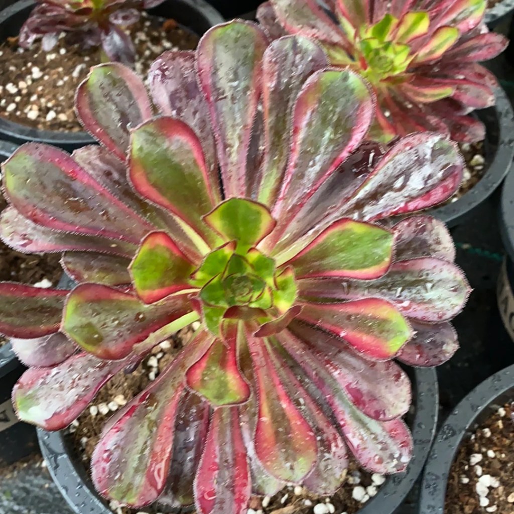 Aeonium 'Rainbow'