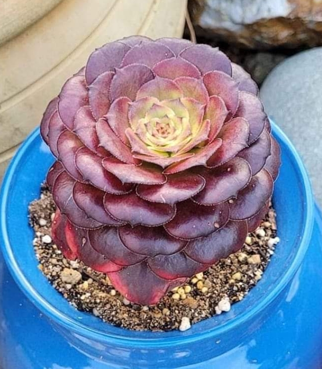 Aeonium Watermelon Taro