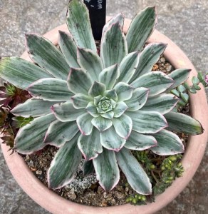 Aeonium Emerald City