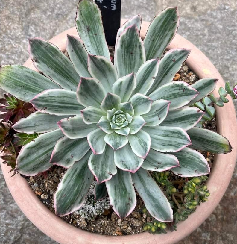 Aeonium 'Emerald City'