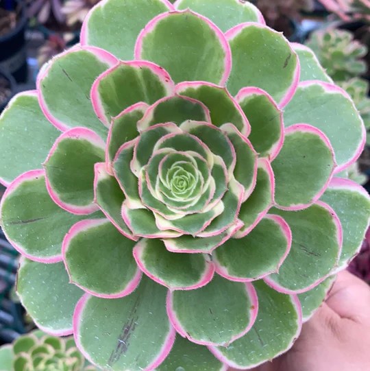 Aeonium Green Rose