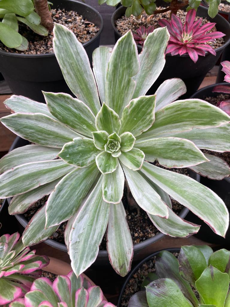 Aeonium 'Emerald City'