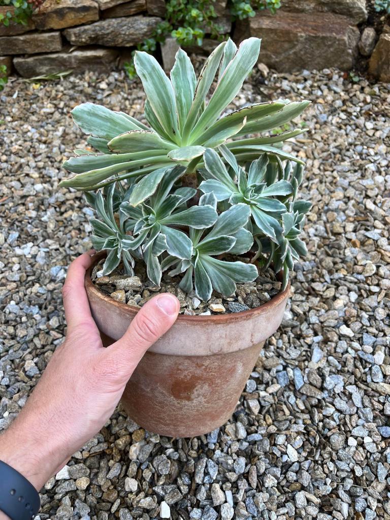 Aeonium 'Emerald City'