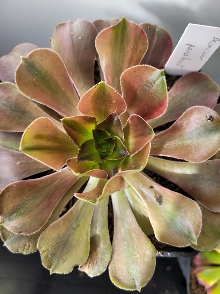 Aeonium Parakeet