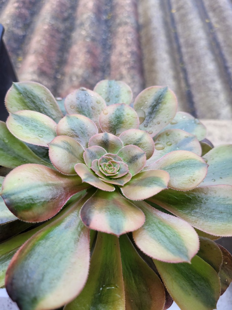 Aeonium Parakeet