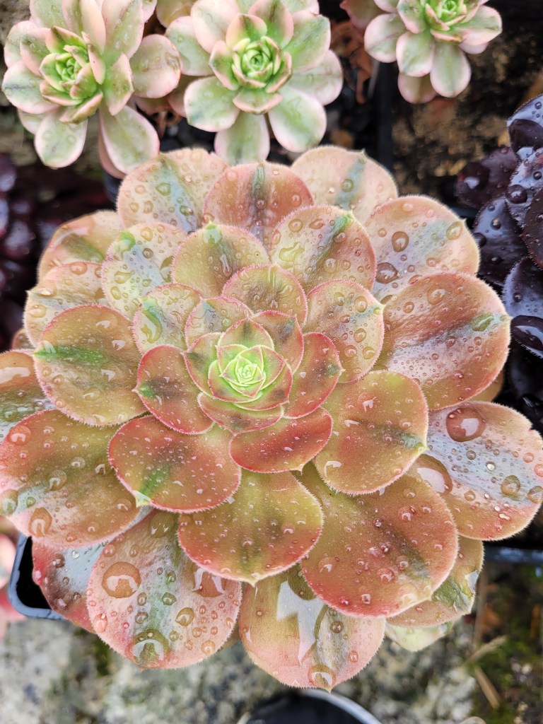Aeonium Parakeet
