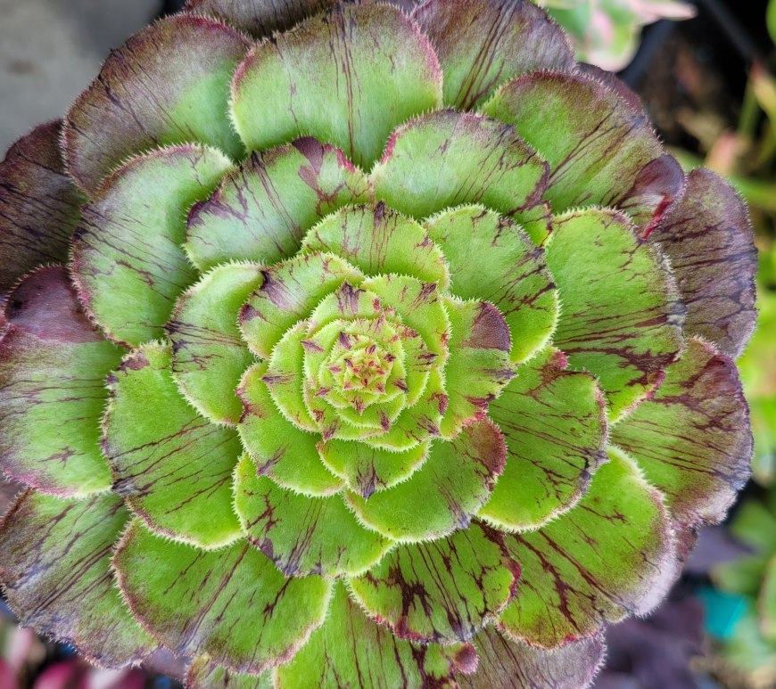 Aeonium 'Black Besta'