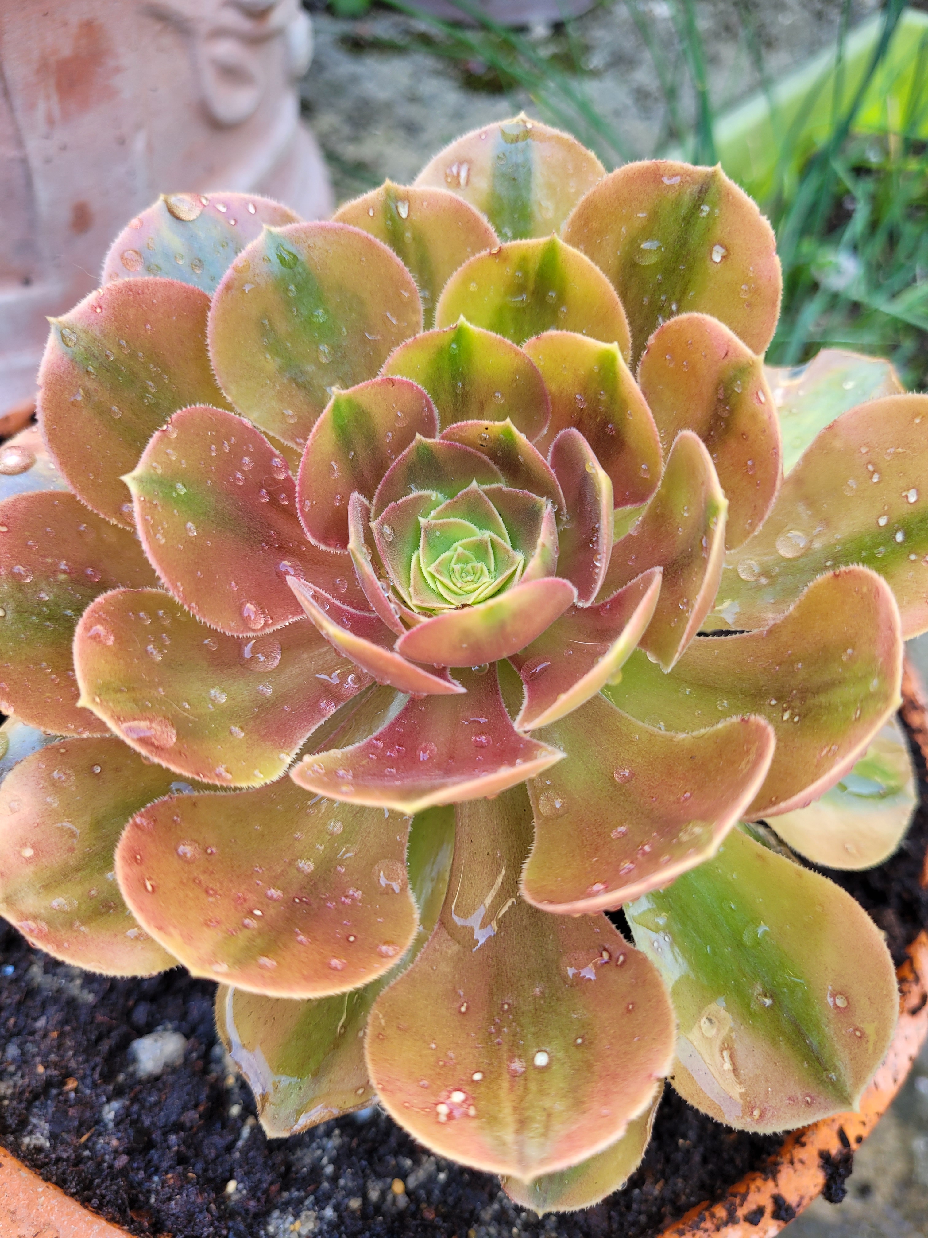 Aeonium &lsquo;Parakeet&rsquo;