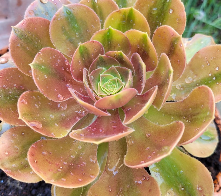Aeonium Parakeet