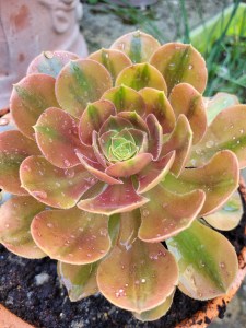 Aeonium Parakeet
