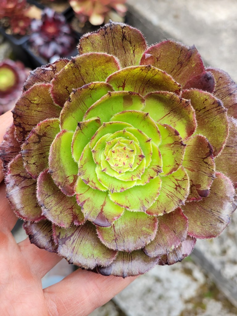 Aeonium 'Black Besta'