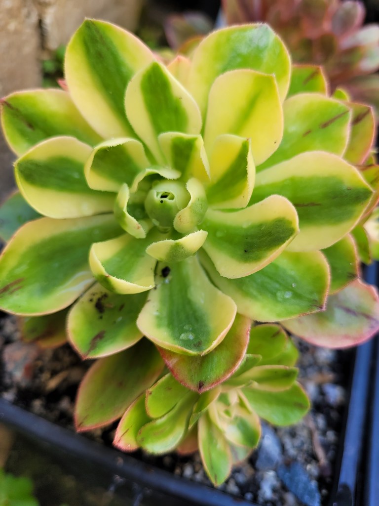 Aeonium Christmas