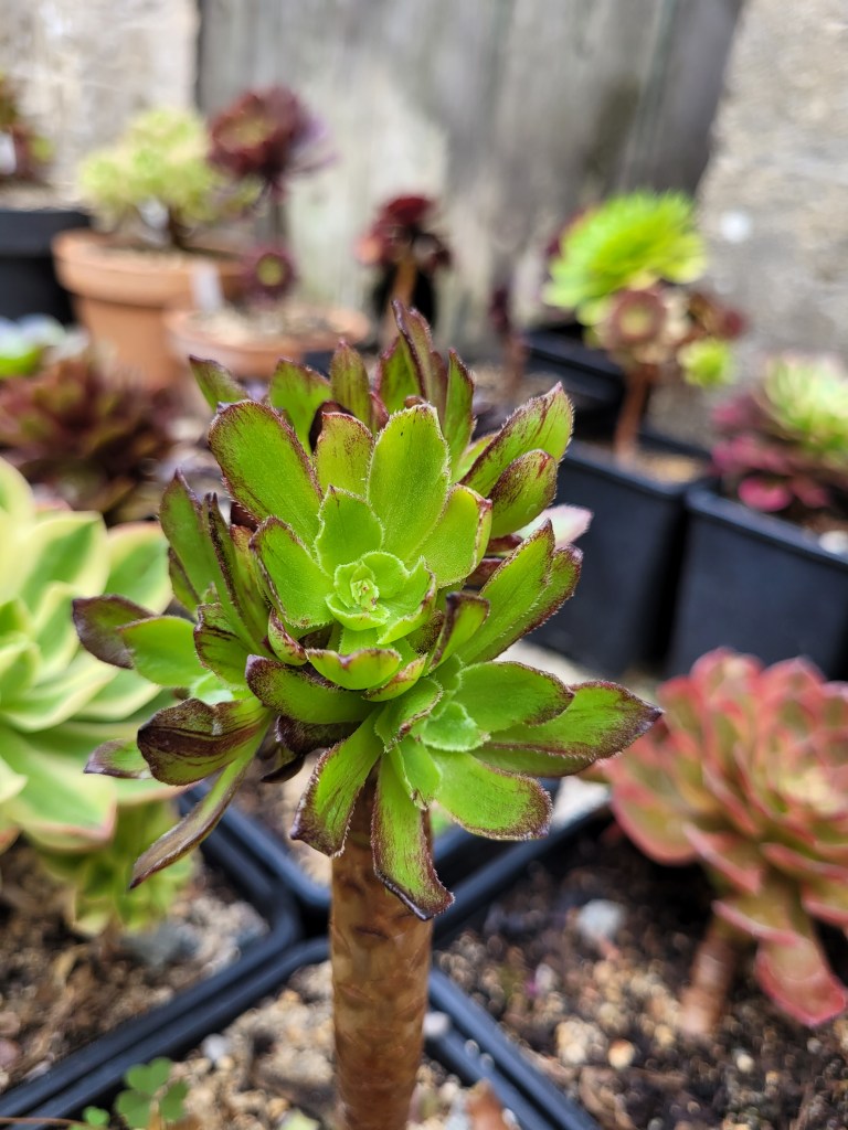 Aeonium 'Black Besta'