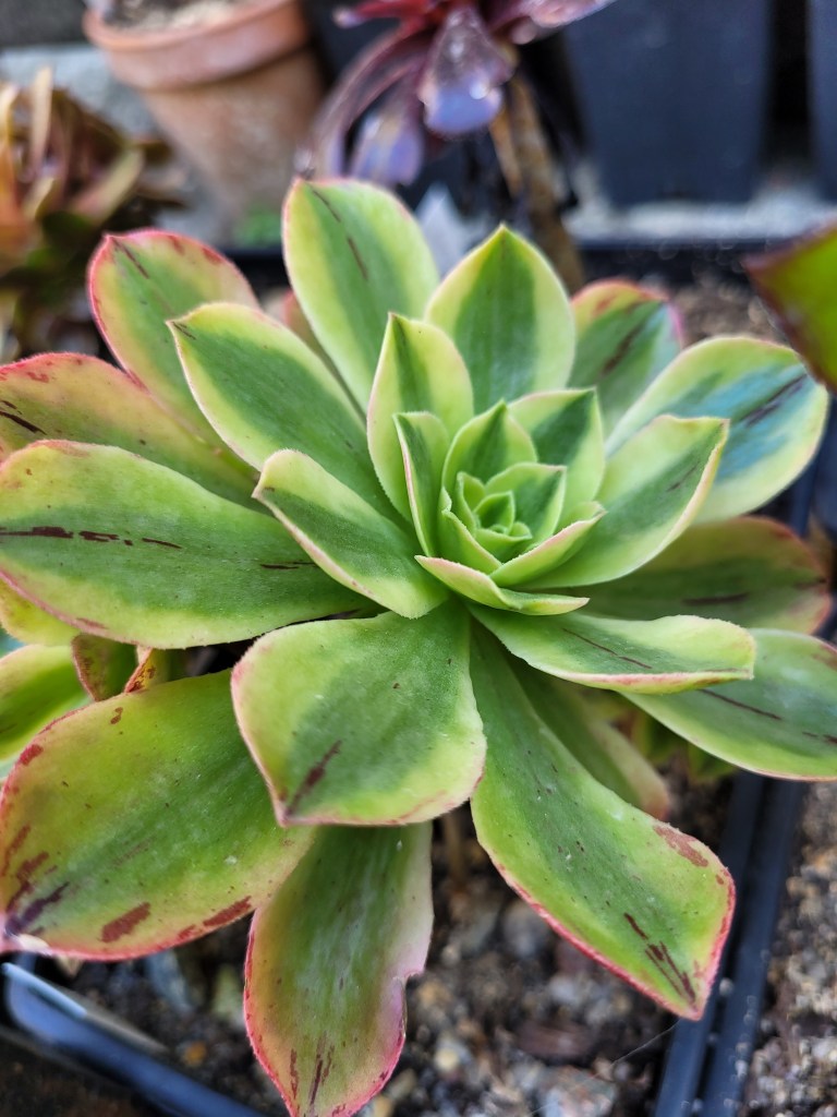 Aeonium Christmas