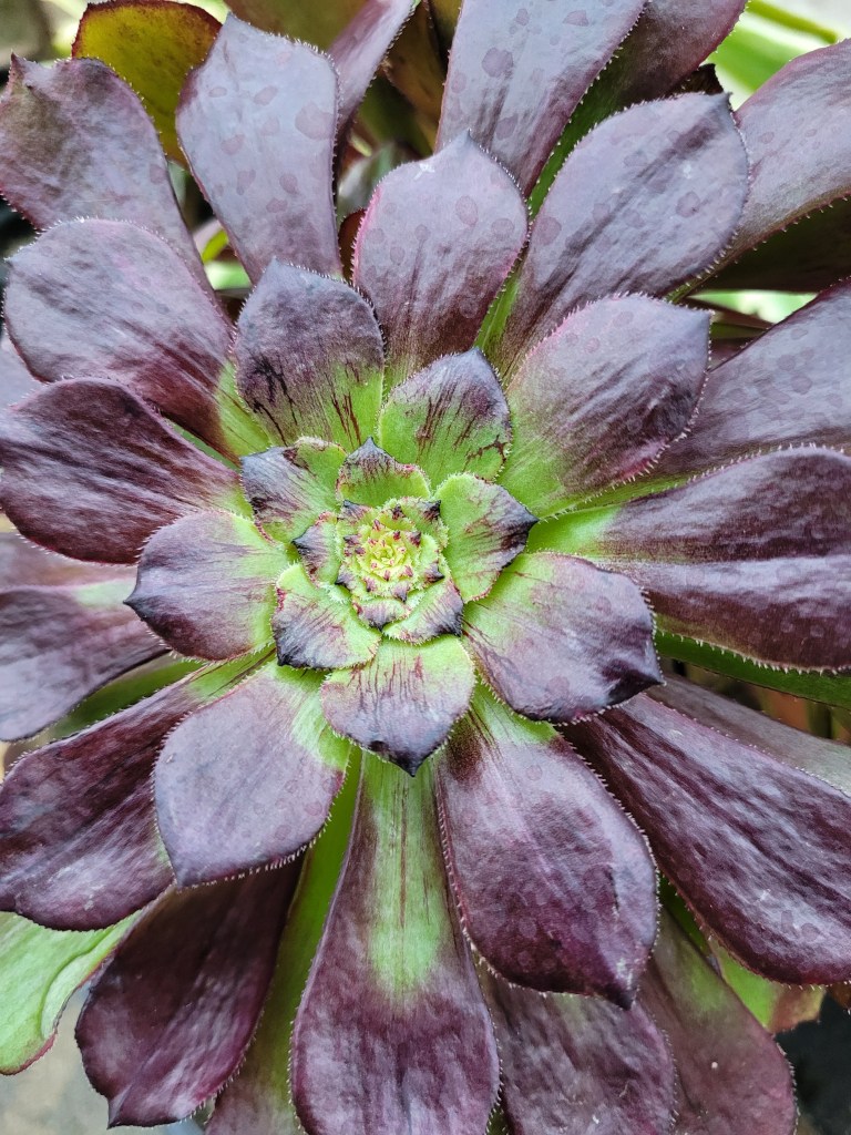 Aeonium 'Black Besta'