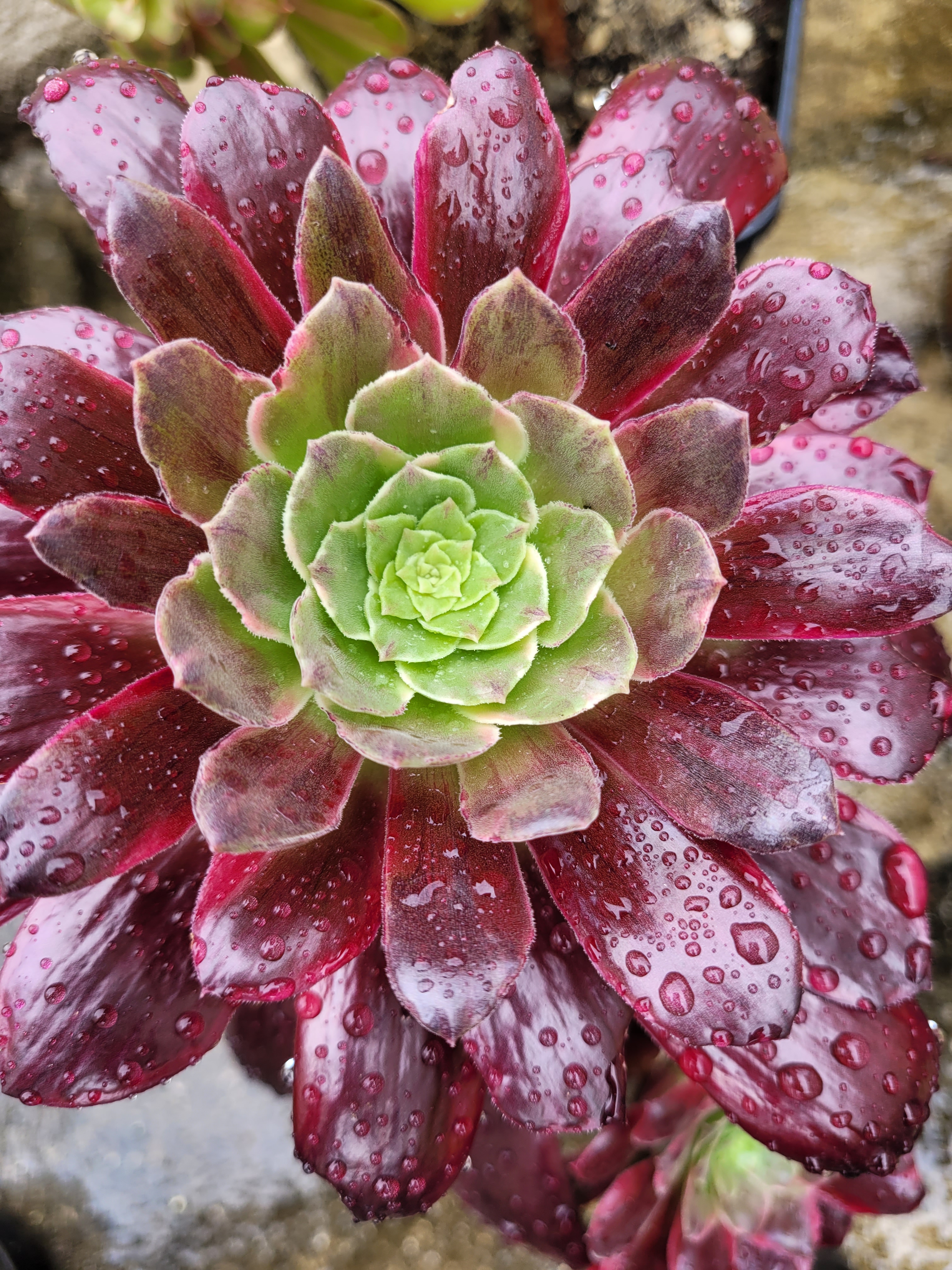 Aeonium &lsquo;Mona Lisa&rsquo;