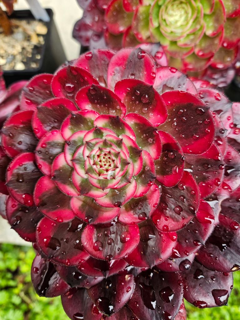 Aeonium Garnet White