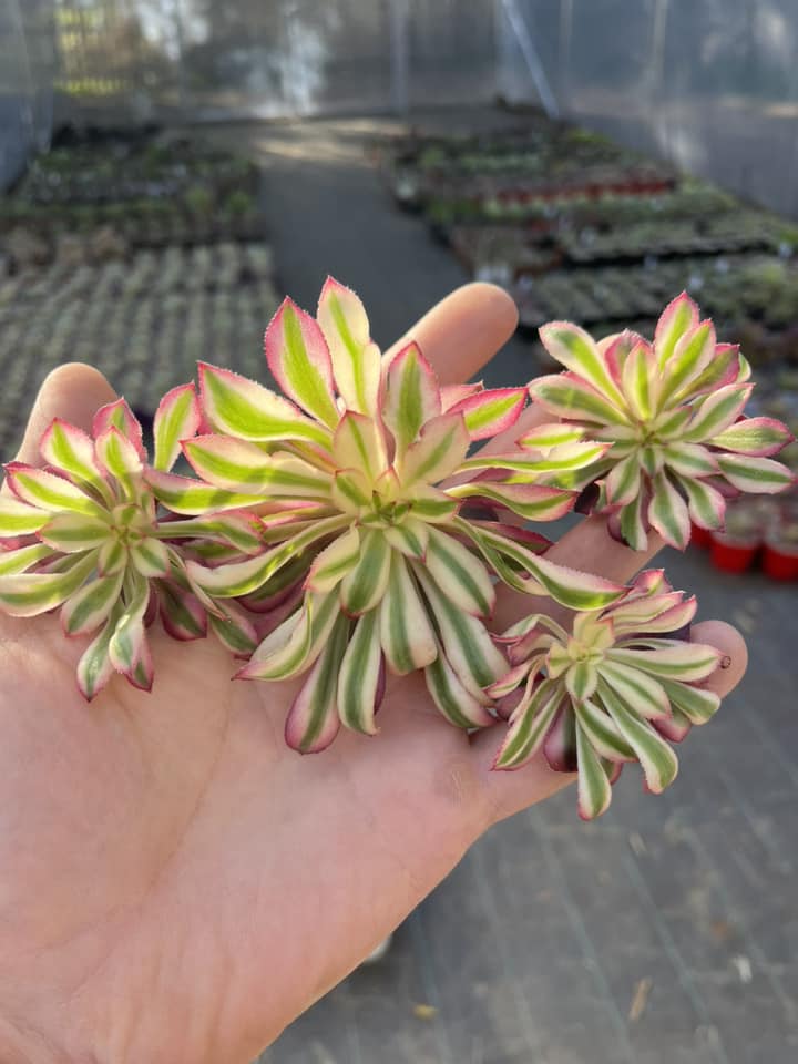 Aeonium Saint Simon Violet