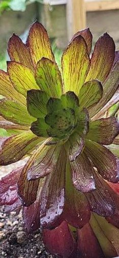 Aeonium 'Black Besta'