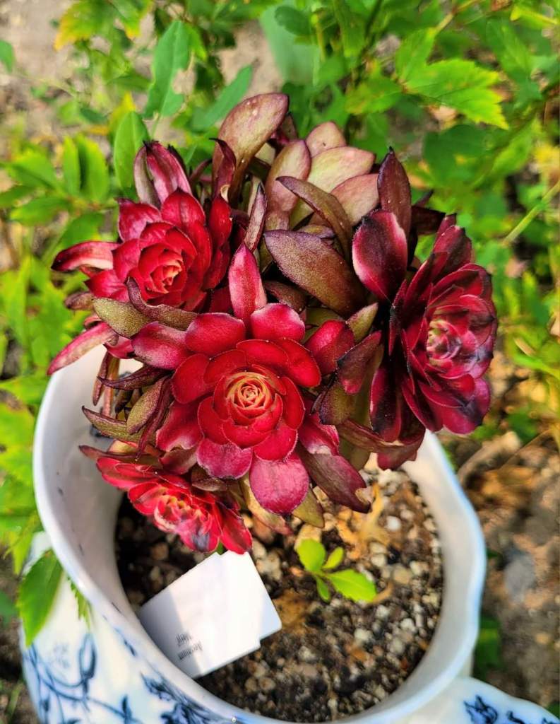 Aeonium 'Meiji' aka 'Miki'