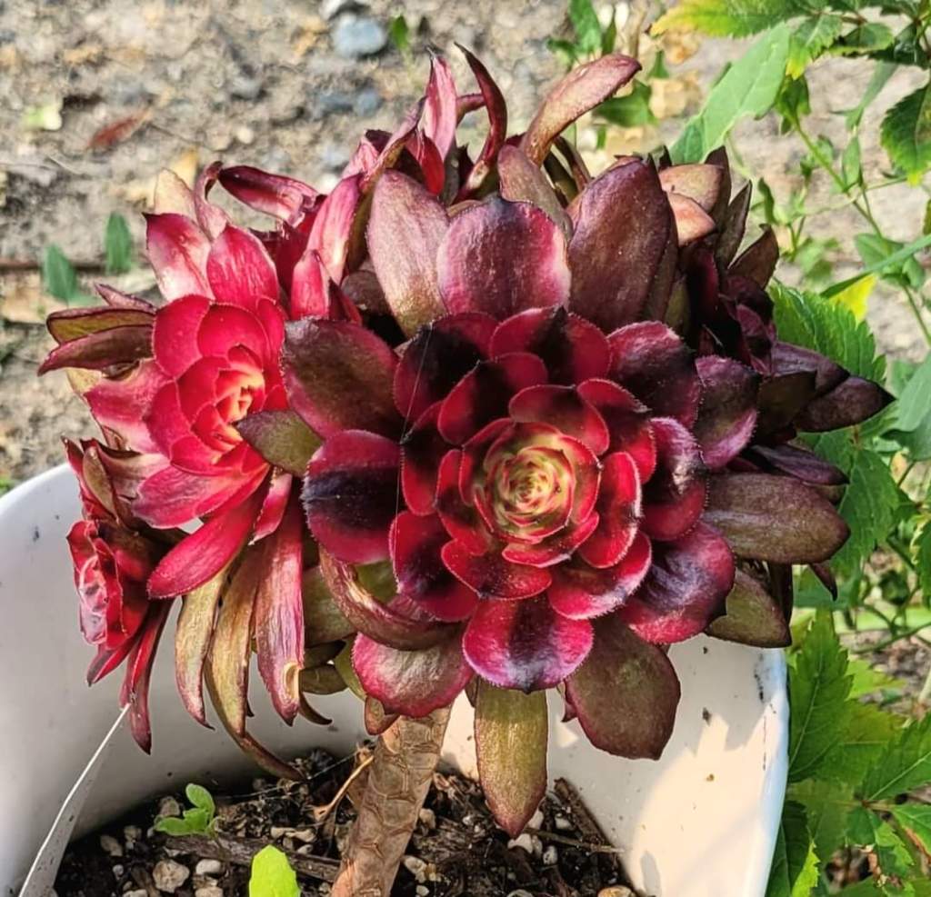 Aeonium 'Meiji' aka 'Miki'