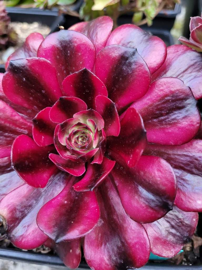 Aeonium 'Meiji' aka 'Miki'